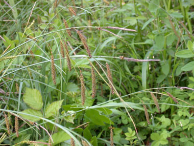 Fleur mâle et fleurs femelles. Agrandir dans une nouvelle fenêtre (ou